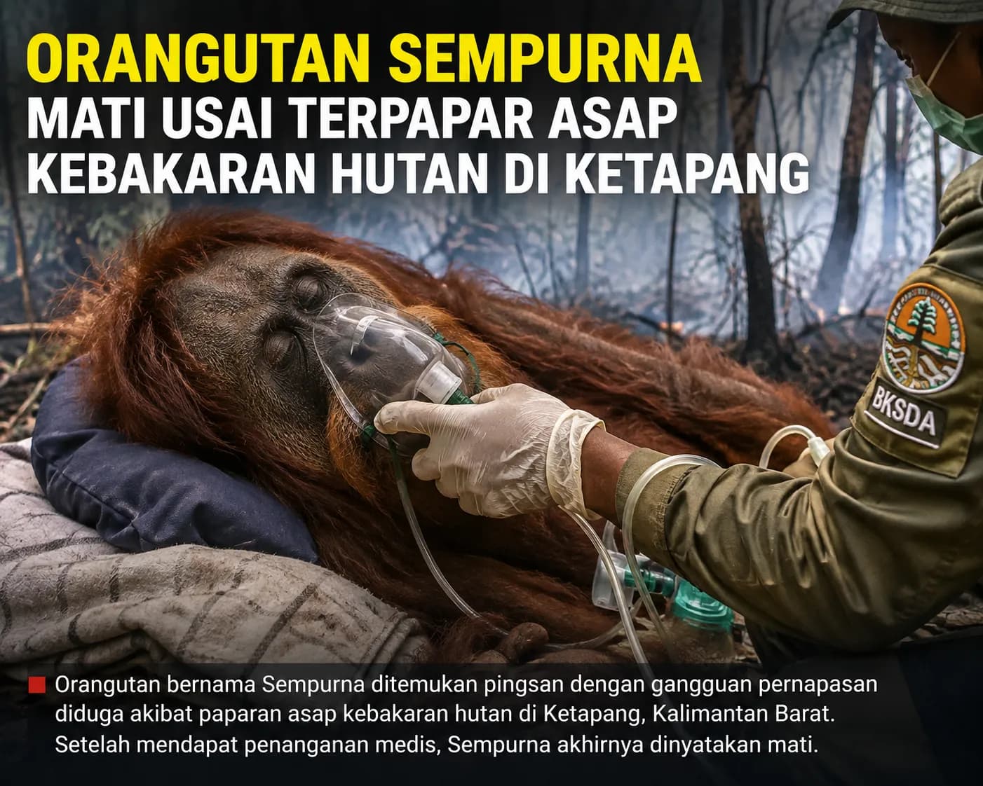Orangutan Sempurna Mati Usai Terpapar Asap Kebakaran Hutan di Ketapang
